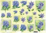 Blaue Blumen - Quincy E0033